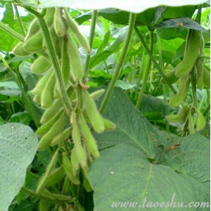 〖创富书库〗中国专利大全之大豆深加工技术